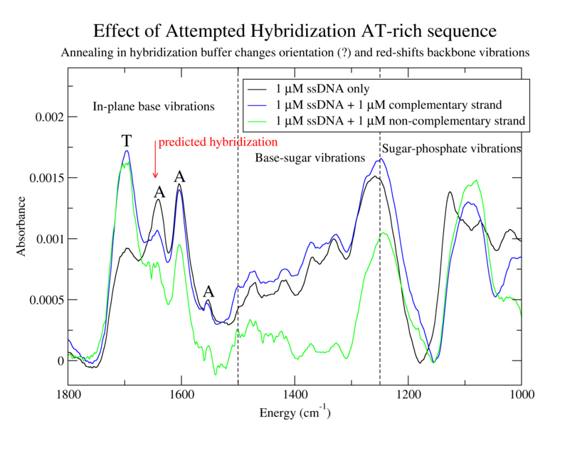 hybridization test