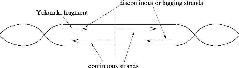 DNA polymerase I removes the
